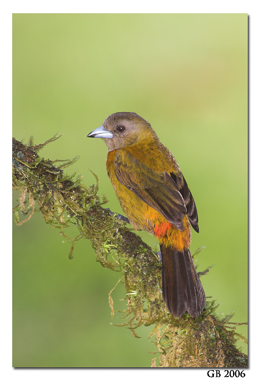 SCARLET RUMPED TANAGER
